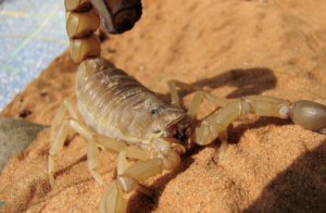 Las Vegas scorpion pest control