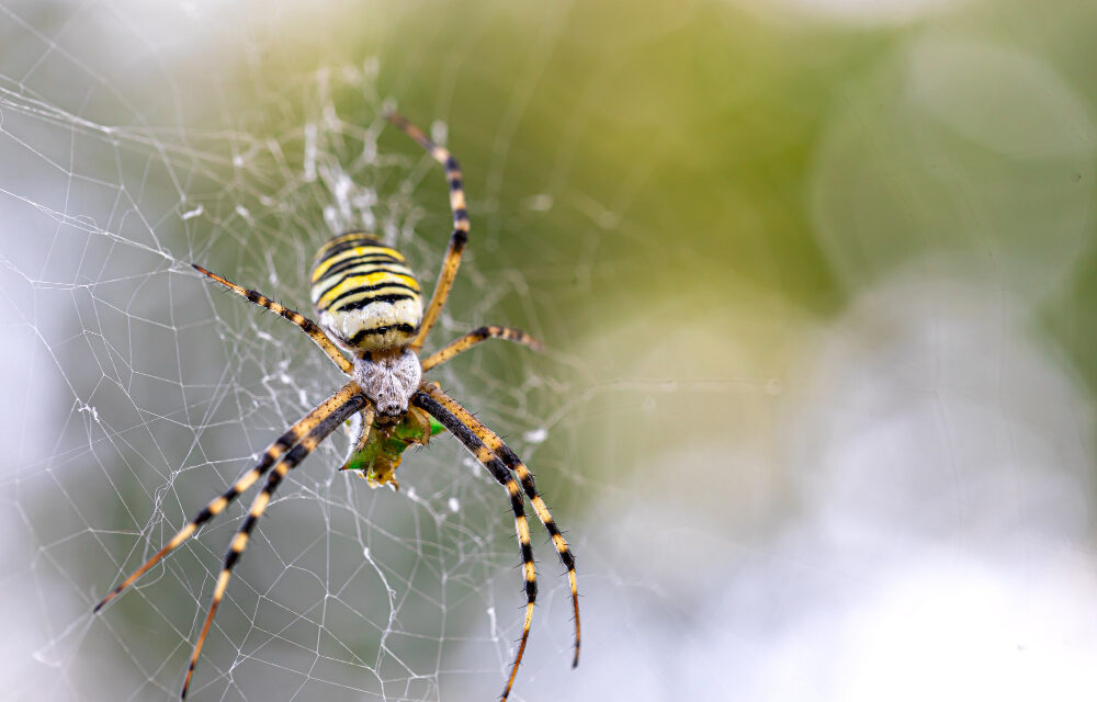 Spider Identification: A Guide for Homeowners in Nevada