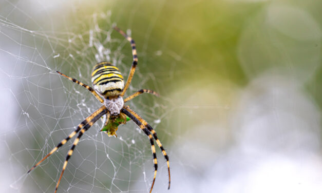 Spider Identification: A Guide for Homeowners in Nevada