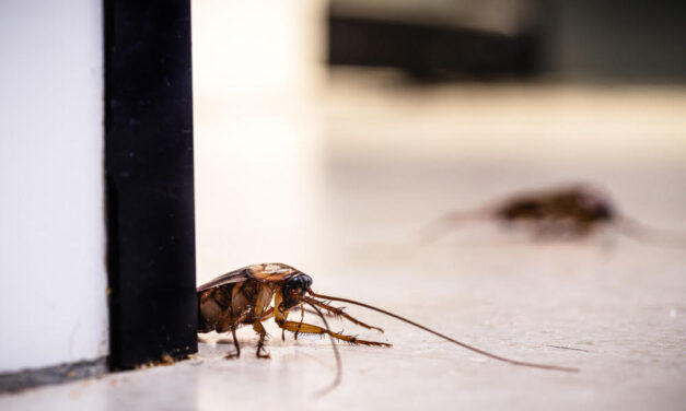 Get Rid of Pesky Pests with Las Vegas Commercial Pest Control