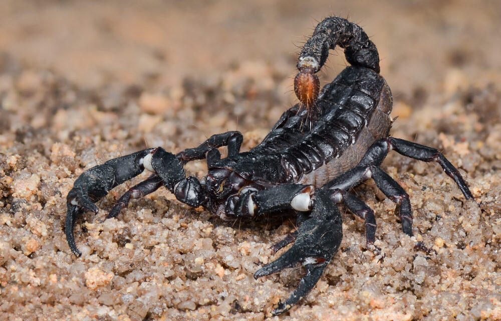 Staying Ahead of Scorpions: Scorpion Control and Prevention in Las Vegas