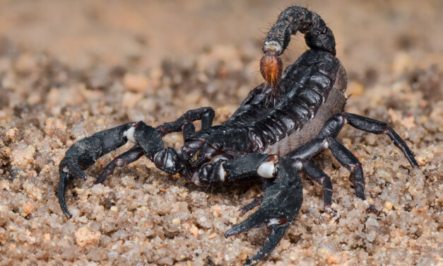 Staying Ahead of Scorpions: Scorpion Control and Prevention in Las Vegas