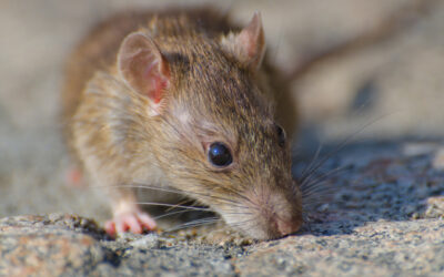 Rodent Woes in the Neon Oasis: Dealing with Rat and Mouse Infestations in Las Vegas