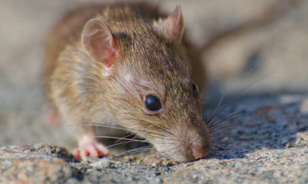 Rodent Woes in the Neon Oasis: Dealing with Rat and Mouse Infestations in Las Vegas