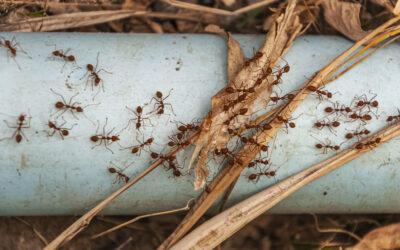 What Attracts Ants Into Las Vegas Kitchens So Quickly