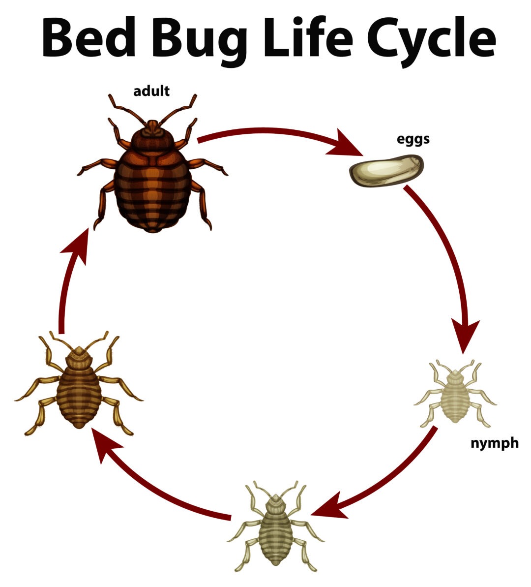 Pest Control Las Vegas Preventative Solutions for Bed Bugs