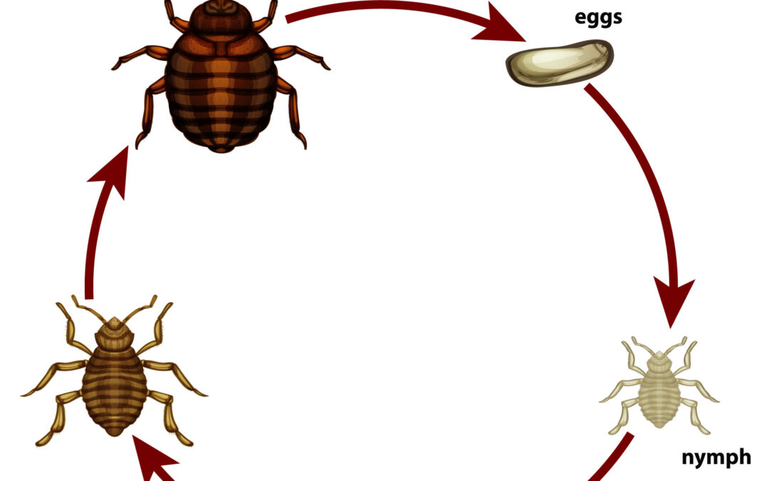A Closer Look at Bed Bugs: Preventing and Treating Bed Bug Infestations in Las Vegas