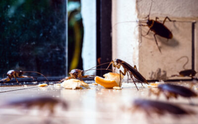 Creating a Pest-Free Zone: Tips for Maintaining a Healthy Home Environment in Las Vegas