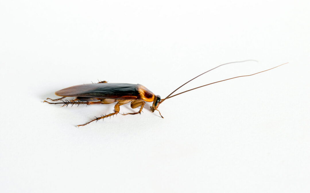 The Science of Pest Control: Innovative Technologies for Managing Pests in Las Vegas
