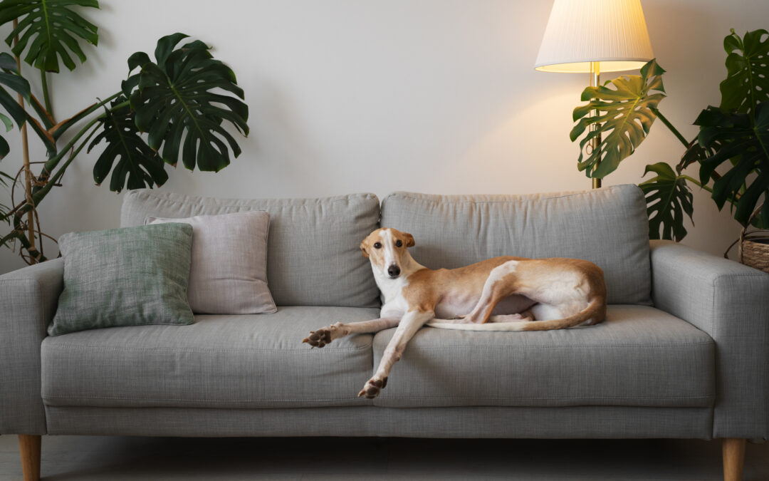 Pets and Pests: Keeping Your Furry Friends Safe