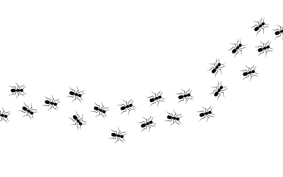The Cost of Convenience: Professional Pest Control vs. OTC Products