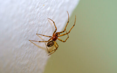 Common Spider Hiding Spots Found In Las Vegas Homes