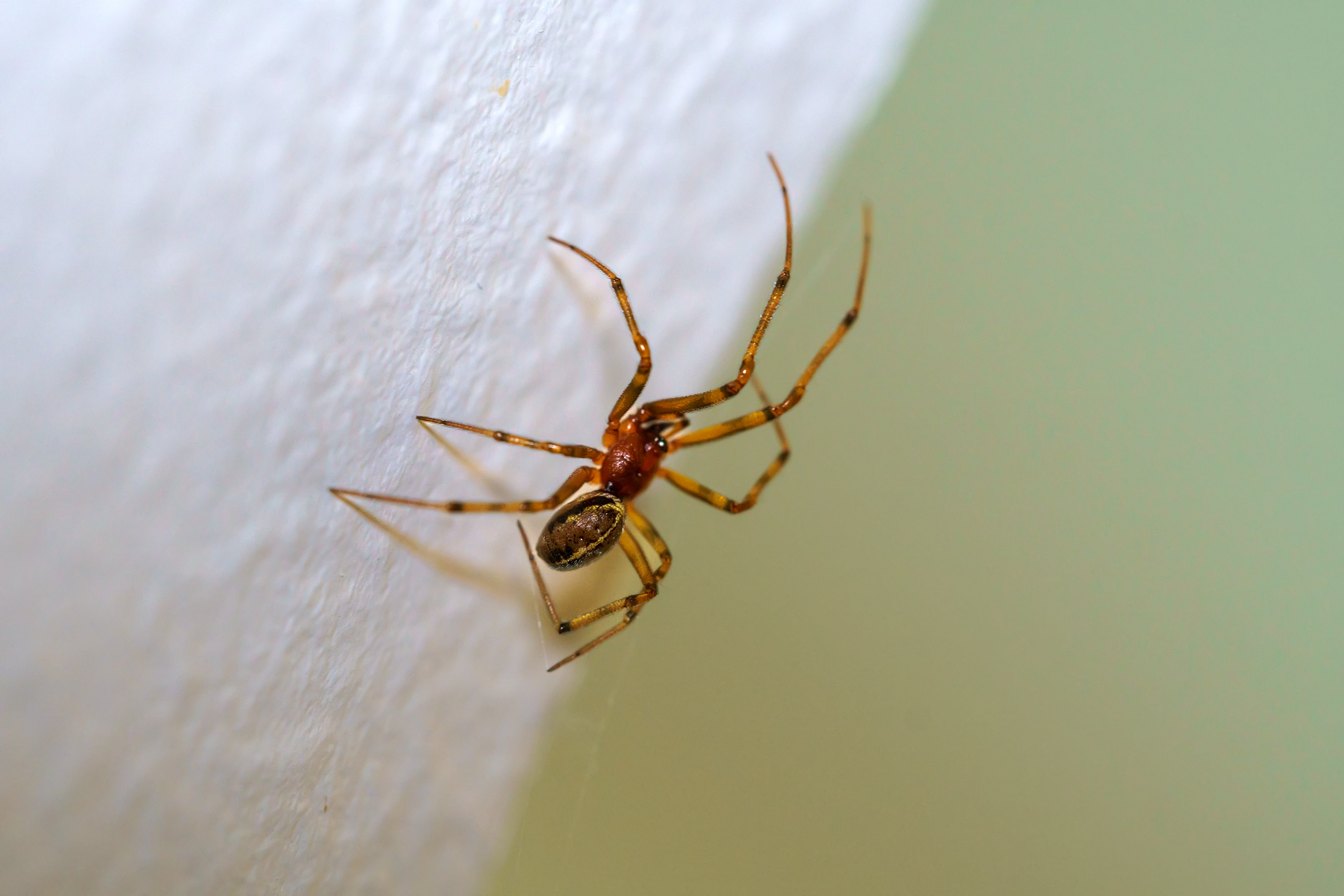 Macro view of Common house spider. Parasteatoda tepidariorum. pest control spiders Las Vegas Nevada