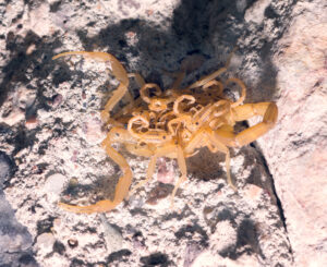 Adult Bark Scorpion with baby scorpions on its back