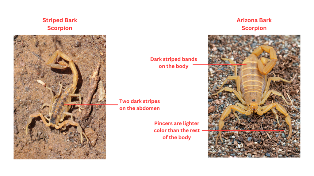 Graph showing differences between Arizona Bark Scorpion and Striped Bark Scorpion