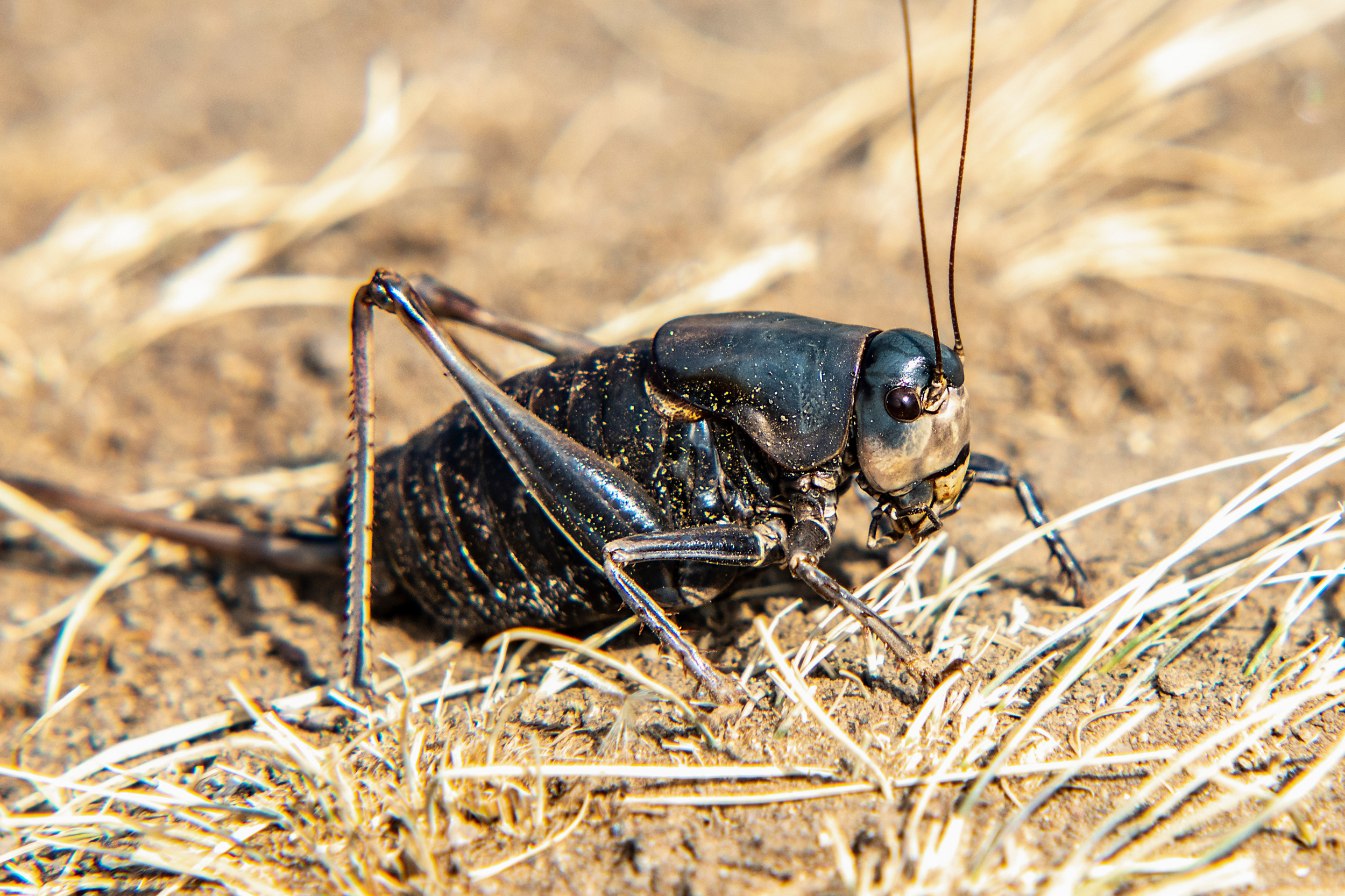 Mormon cricket in Yellowstone National Park