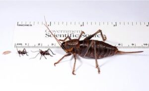 Mormon Crickets