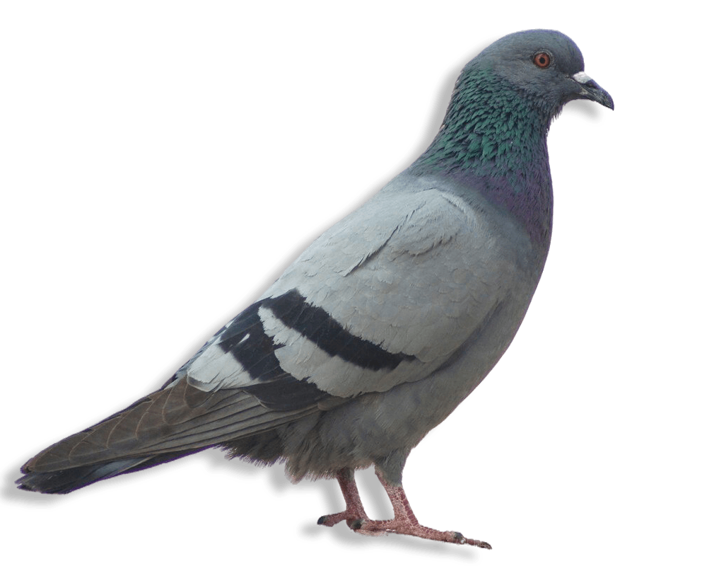 bird-floor (1)