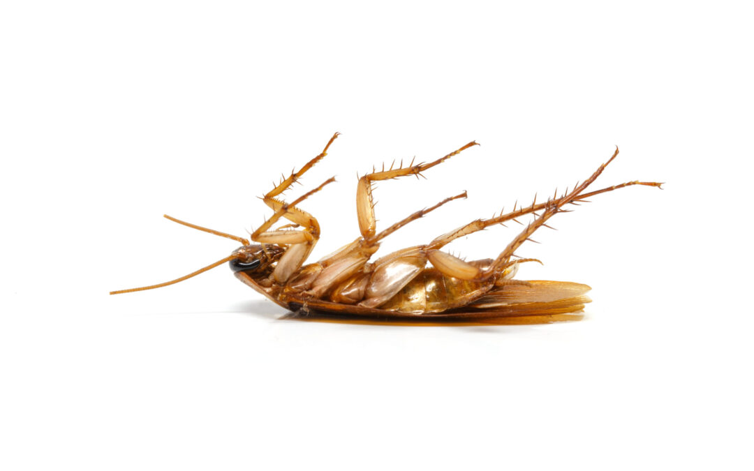 Why Professional Pest Inspections Can Save You Money in The Long Run