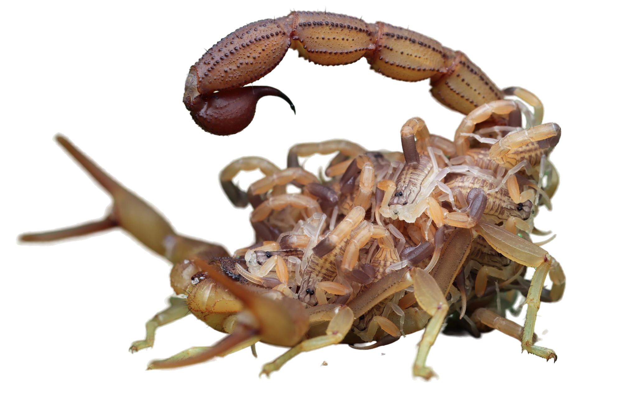 hottentotta-scorpion-with-babys-body-hottentotta-scorpion-front-view-green-leaves