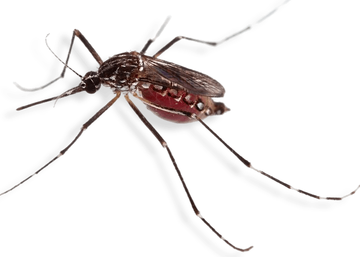 macro-mosquito-sucking-blood-isolated-white (1)
