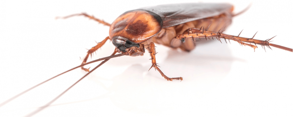roachyboi