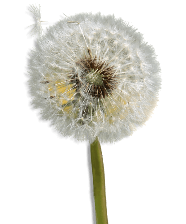 vertical-closeup-shot-dandelion (2)