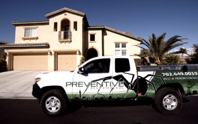 How Preventive Pest Treatments Protect Las Vegas Homes