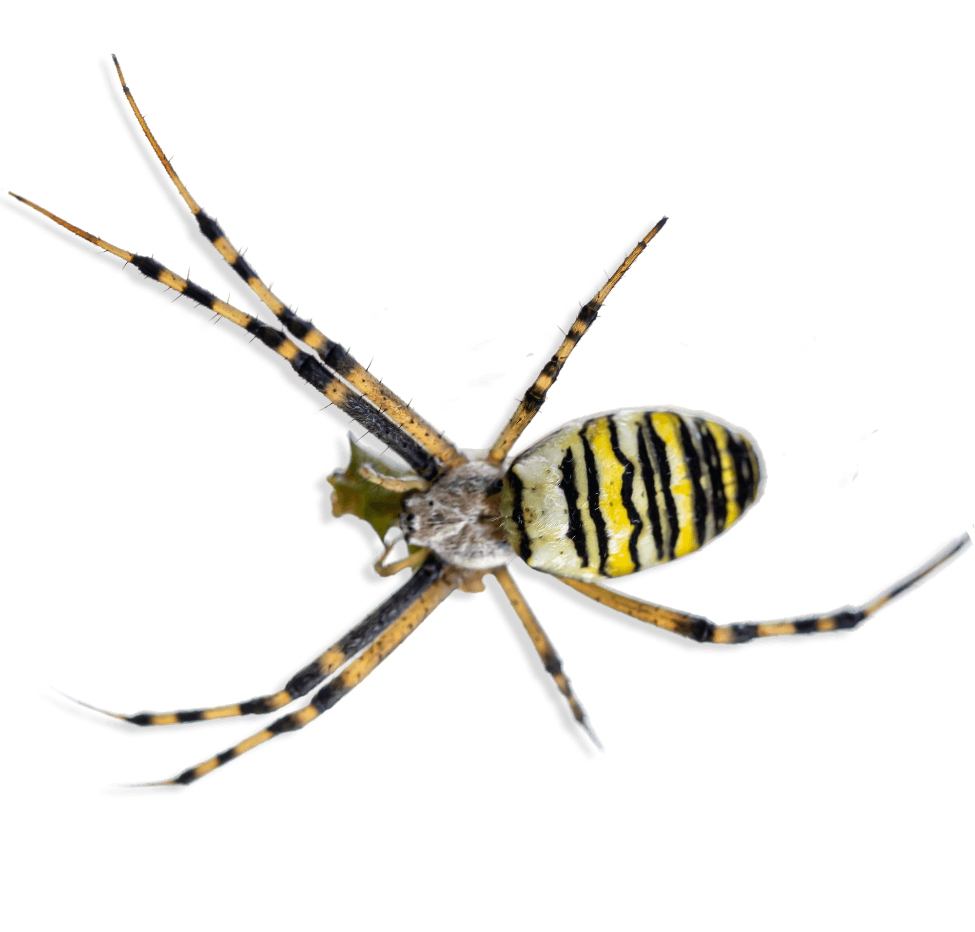 yellow-black-crab-spider-white-background-tropical-insect-hunter-spider-closeup-photo-striped-insect (2)