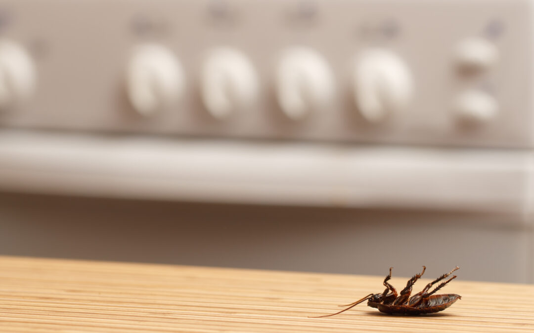 Cockroach in apartment
