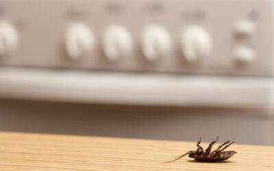 How To Remove Cockroaches in an Apartment: A Step-by-Step Guide