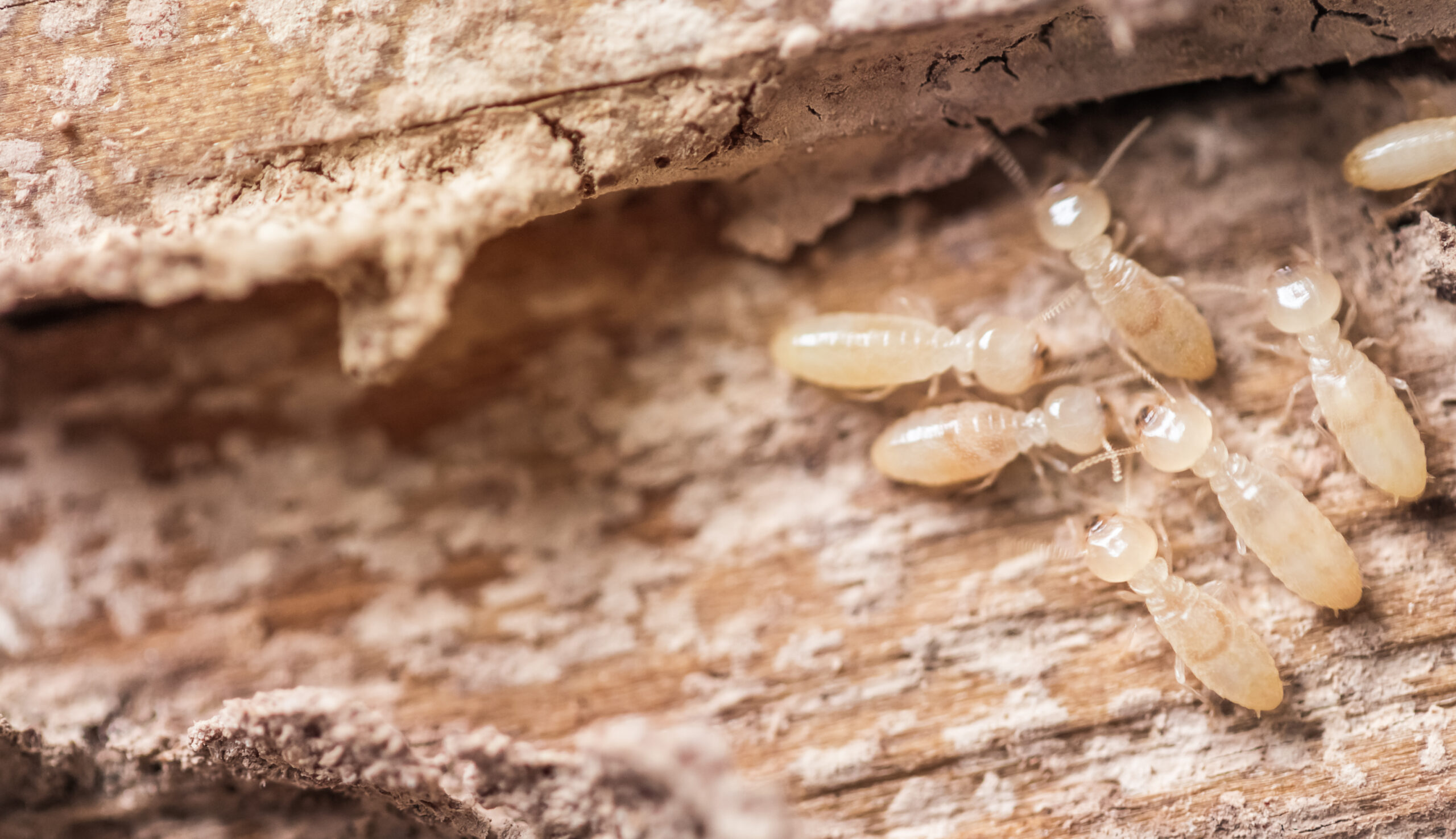 close-up-macro-white-ants-termites-decomposing-wood