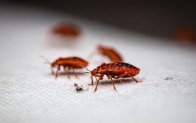 Signs You May Need A Professional Bed Bug Inspection