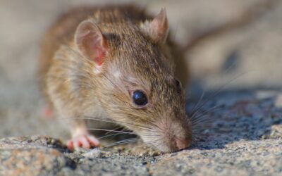 Why Rodent Problems Increase During Seasonal Changes