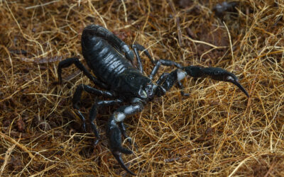 Why Scorpions Become More Active During Las Vegas Heat