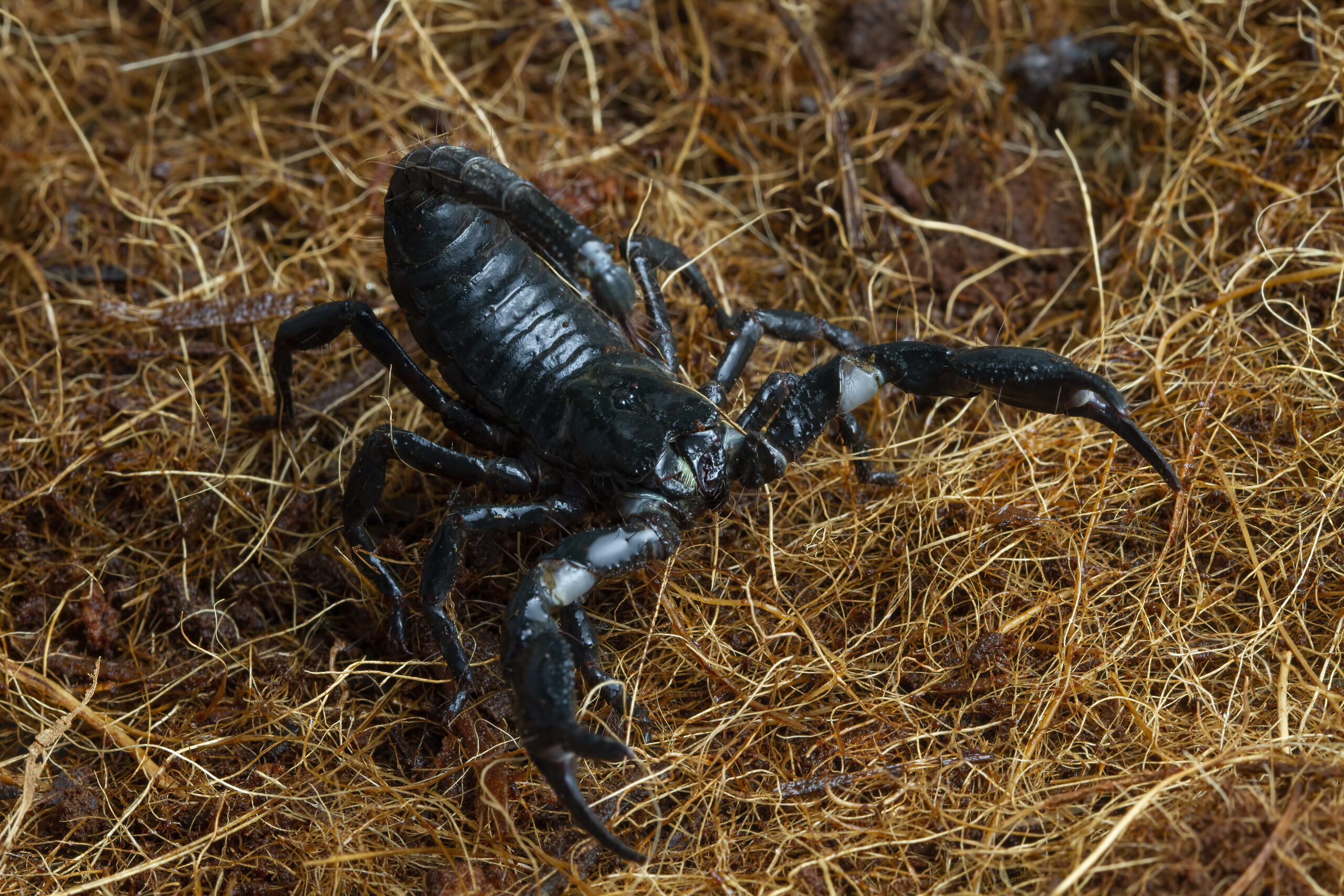 emperor-scorpion-pandinus-imperator-closeup