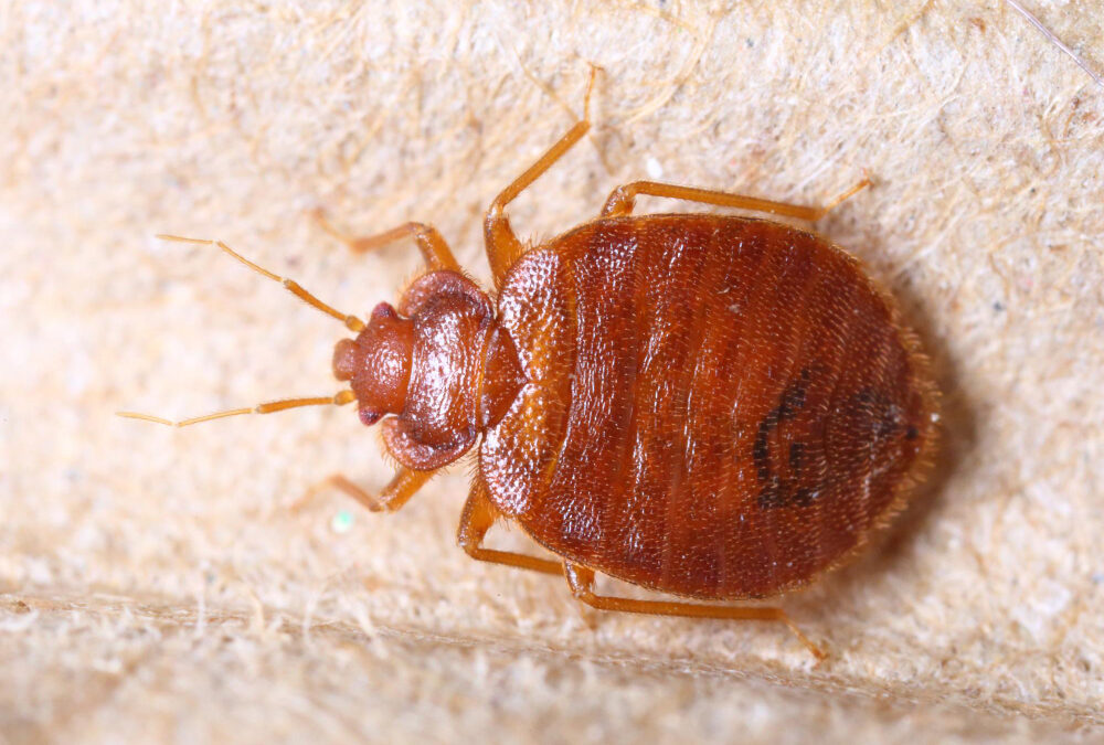 How to Get Rid of Bed Bugs