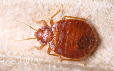 How to Get Rid of Bed Bugs