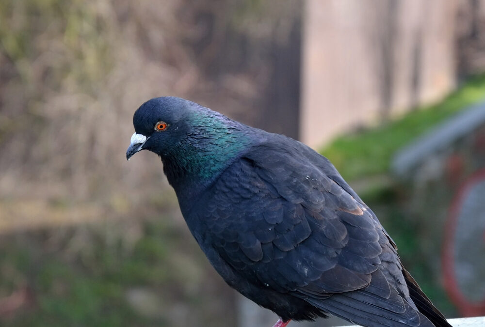 Pigeon Control For Las Vegas Homes And Businesses