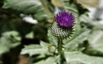 Las Vegas Weeds & When Professional Help Matters