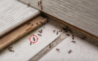 Springtime Pests in Las Vegas: What Homeowners Need to Know