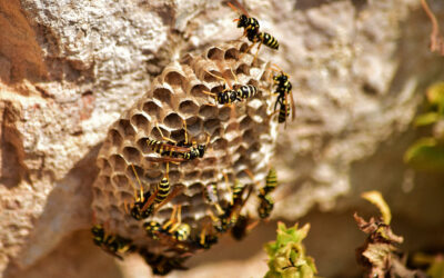 Wasps: Their Danger and Proper Prevention