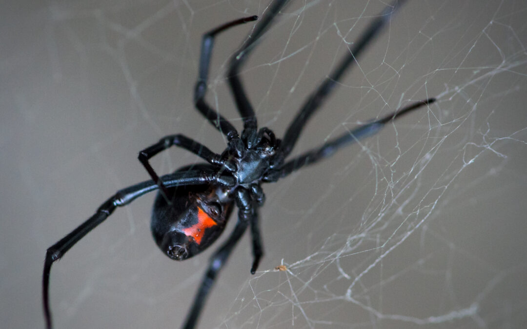 The Threat of Spiders in Las Vegas