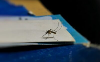 How To Reduce Mosquito Activity Around Your Backyard
